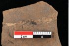 Foto (Detailansicht) von Widdringtonia ungeri Endl. (NHMW-GEO-2024-0188-0132)
